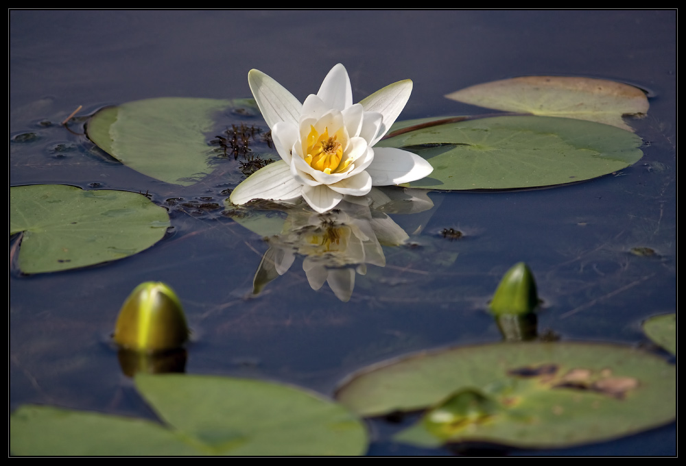 photo "***" tags: nature, flowers