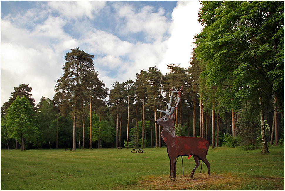 photo "***" tags: humor, forest, summer, дерева