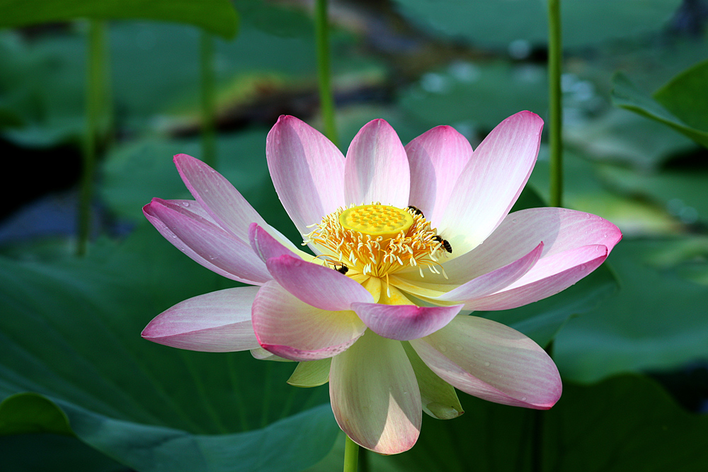 photo "***" tags: nature, macro and close-up, flowers, summer