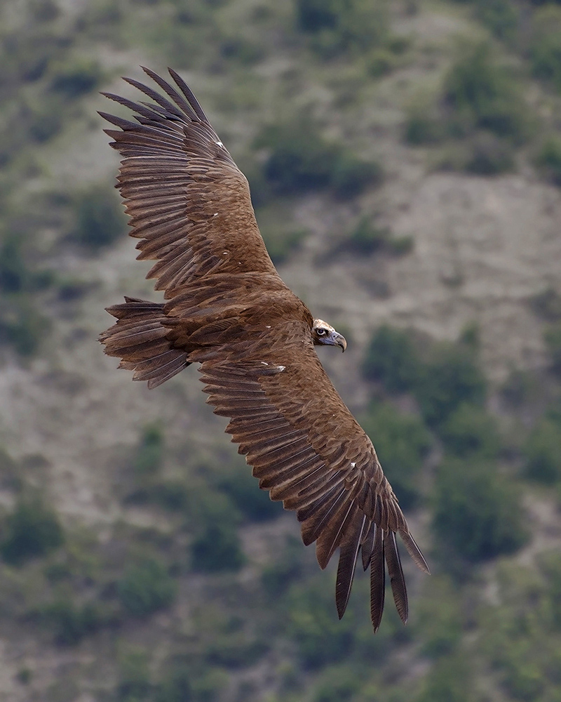 photo "***" tags: nature, wild animals