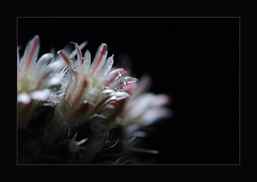 photo "***" tags: nature, macro and close-up, flowers