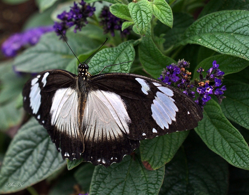 photo "***" tags: nature, insect