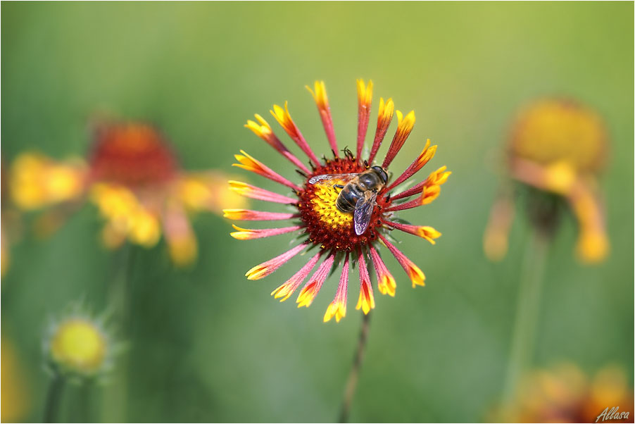 photo "***" tags: nature, flowers, insect