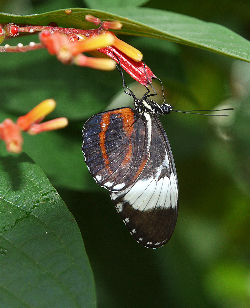 photo "Hanging Out" tags: nature, flowers, insect