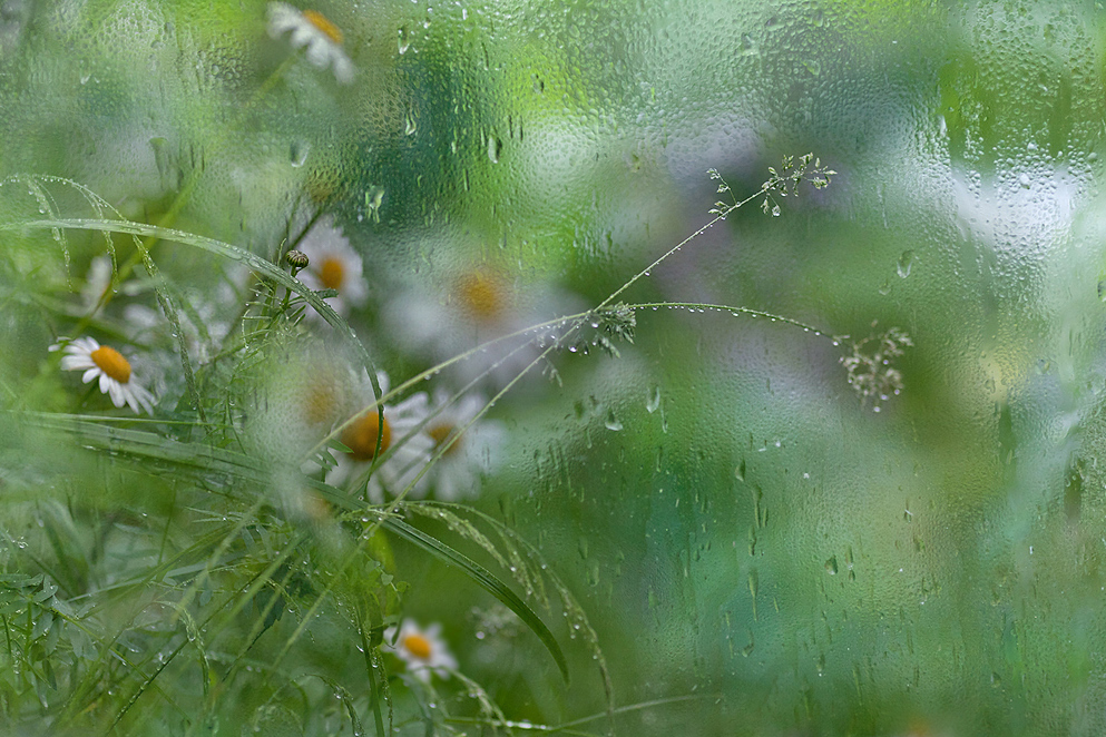 photo "Dripping on the glass ..." tags: nature, abstract, flowers