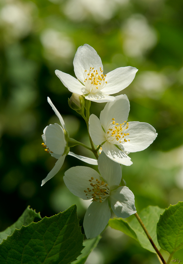 photo "jasmine" tags: nature, flowers