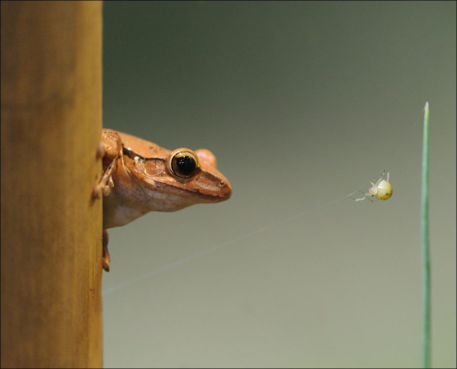 photo "Ready for a small meal" tags: nature, insect