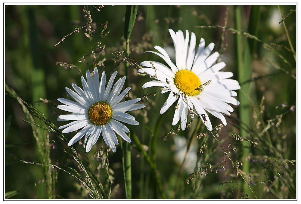 photo "***" tags: nature, flowers