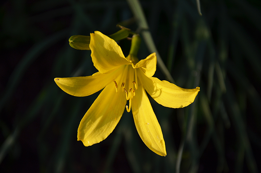 photo "***" tags: nature, flowers