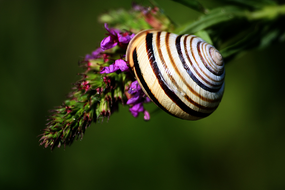 photo "***" tags: nature, macro and close-up, summer, wild animals