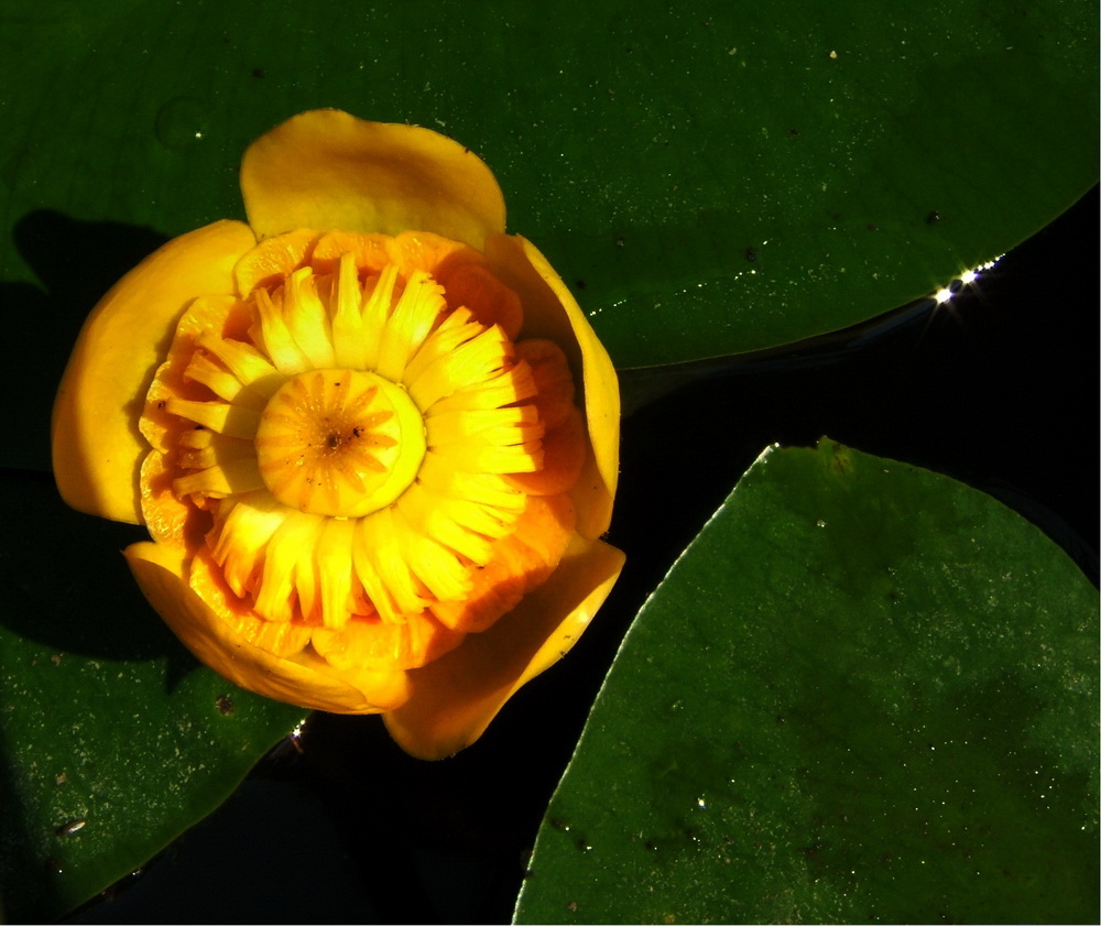 photo "Yellow lily" tags: nature, flowers