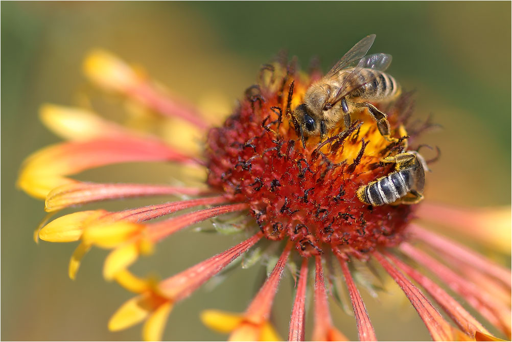 photo "***" tags: nature, flowers, insect