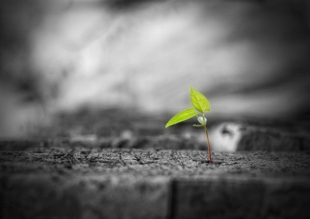 фото "..." метки: природа, цветы