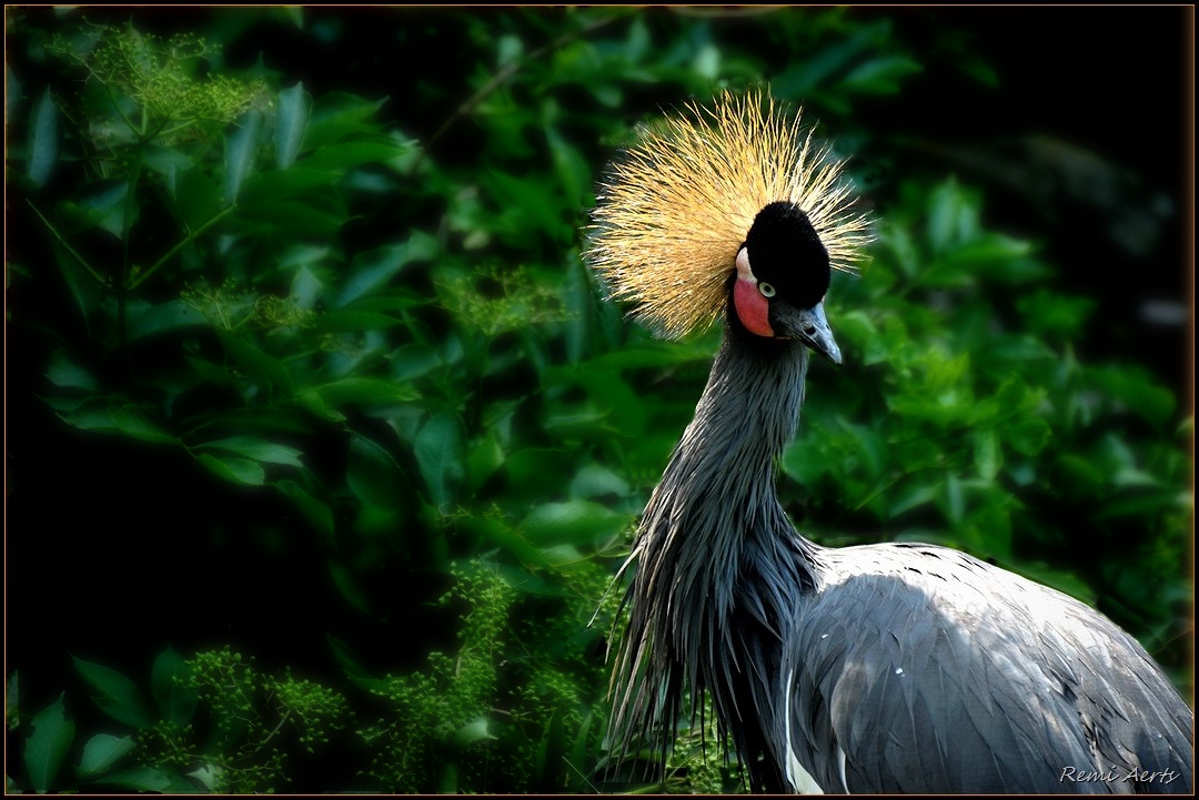 photo "***" tags: nature, wild animals