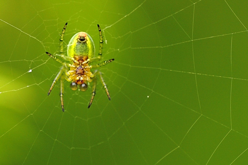 photo "***" tags: nature, macro and close-up, insect