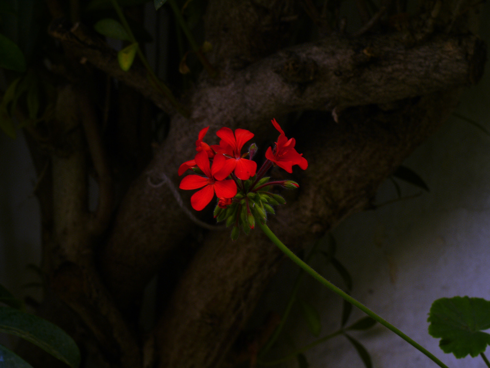 photo "***" tags: nature, flowers