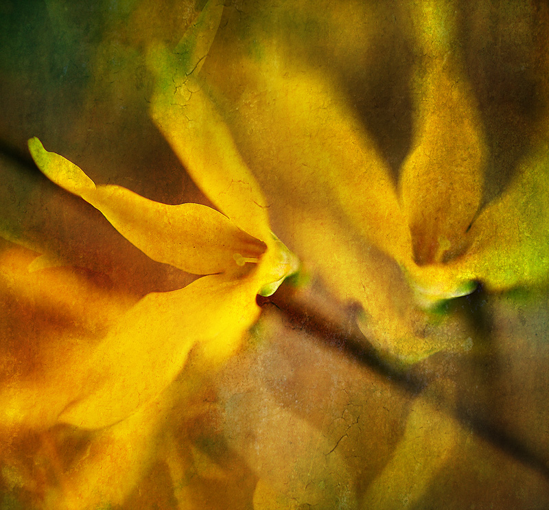 photo "***" tags: digital art, nature, flowers