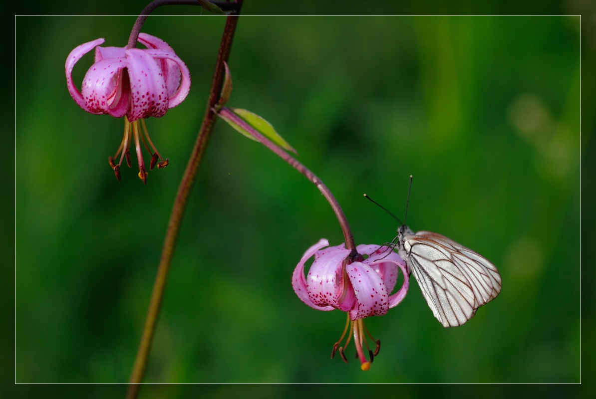 photo "***" tags: nature, flowers