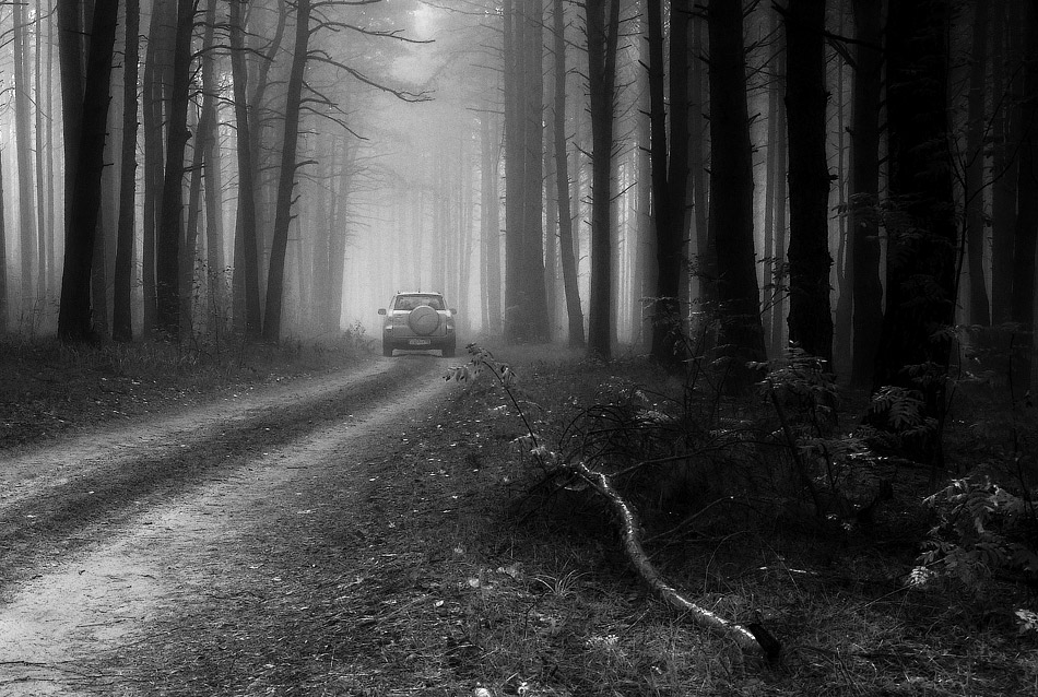 photo "***" tags: landscape, black&white, forest