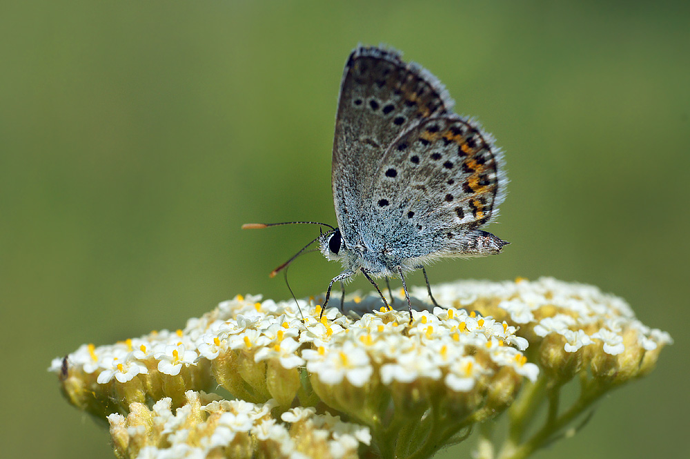 photo "бабочка голубянка" tags: macro and close-up, nature, insect