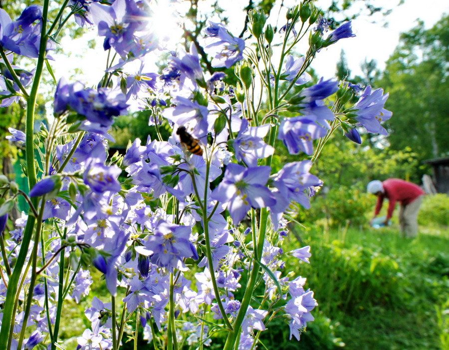 photo "***" tags: nature, flowers