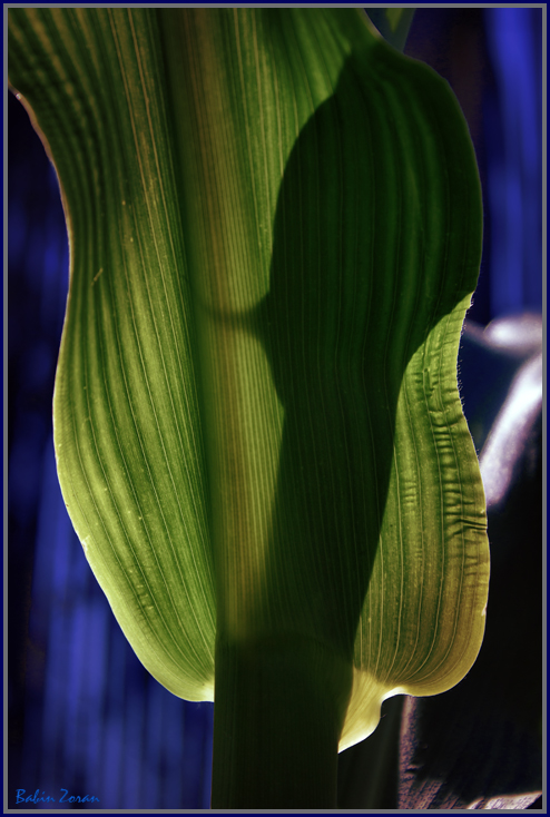 photo "corn" tags: nature, fragment, flowers