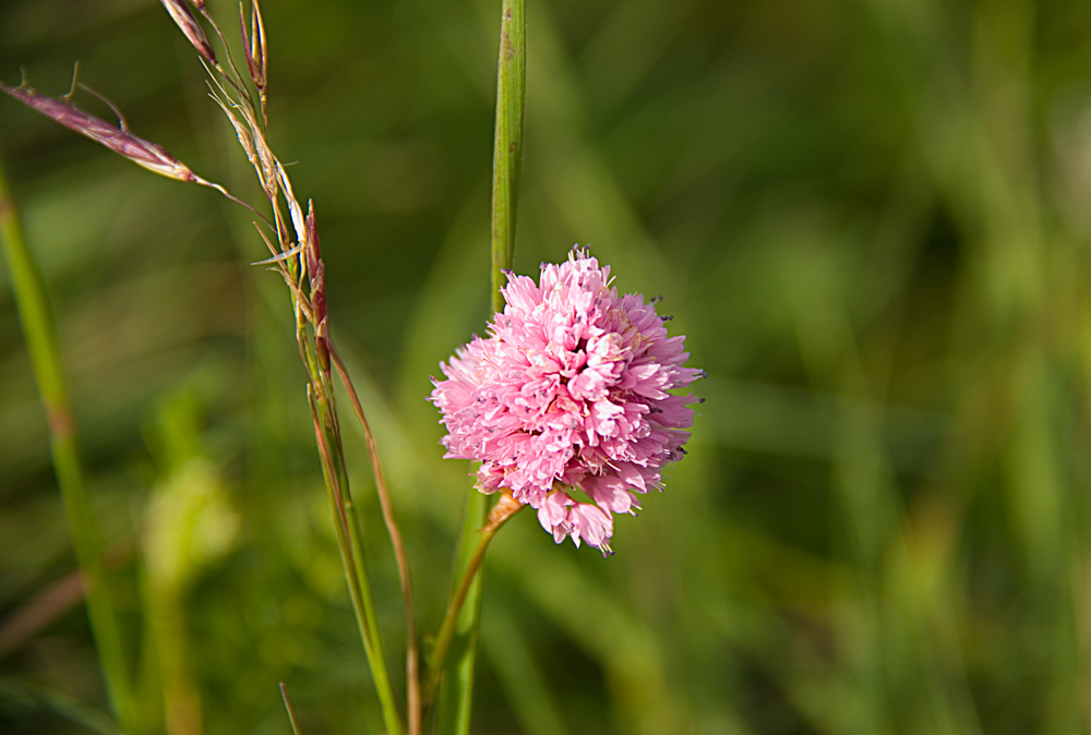 photo "Mountain hyacinth" tags: nature, flowers