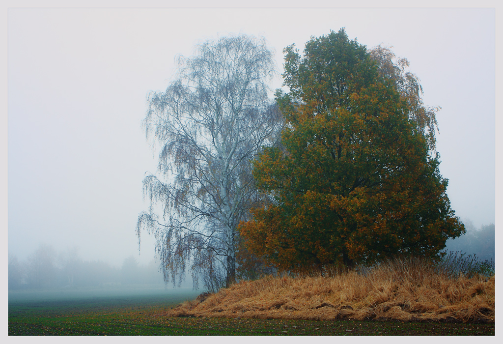 фото "Парочка-2" метки: пейзаж, природа, осень, цветы