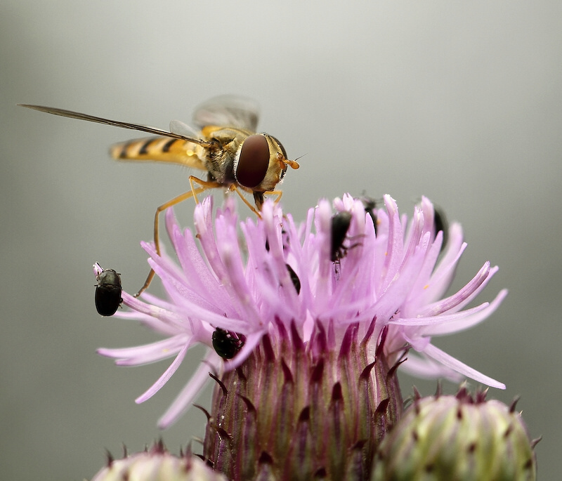 photo "***" tags: nature, insect