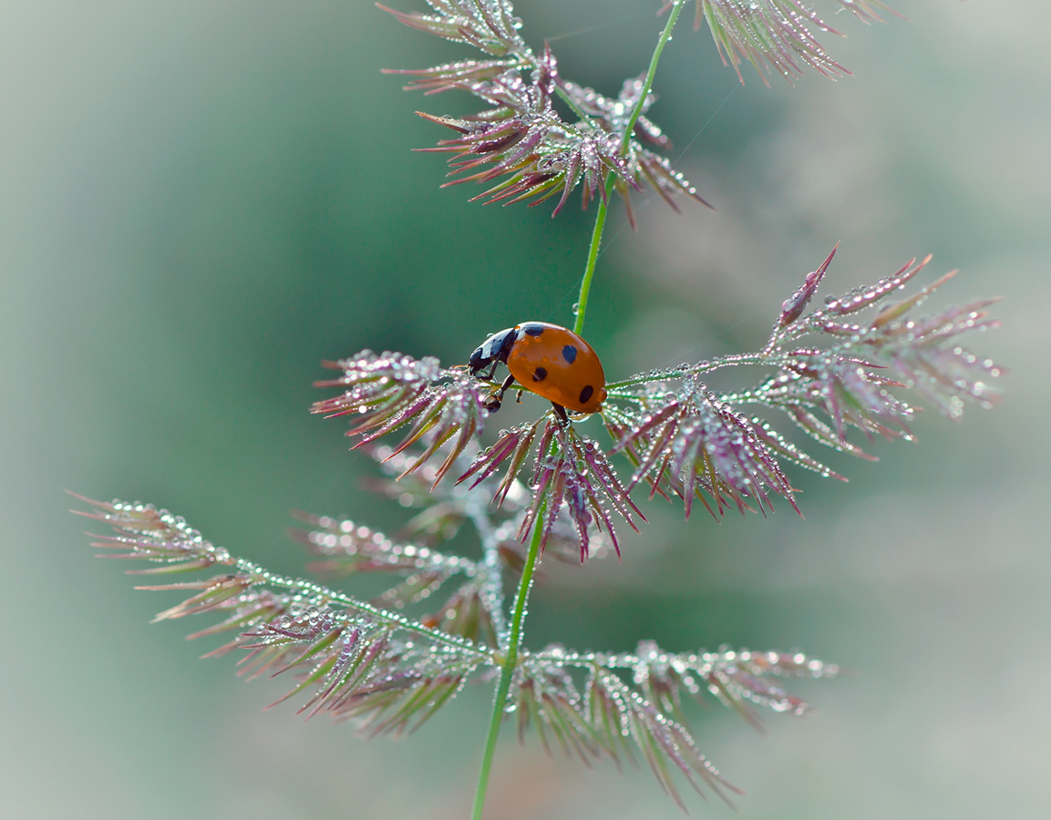 photo "***" tags: macro and close-up, 