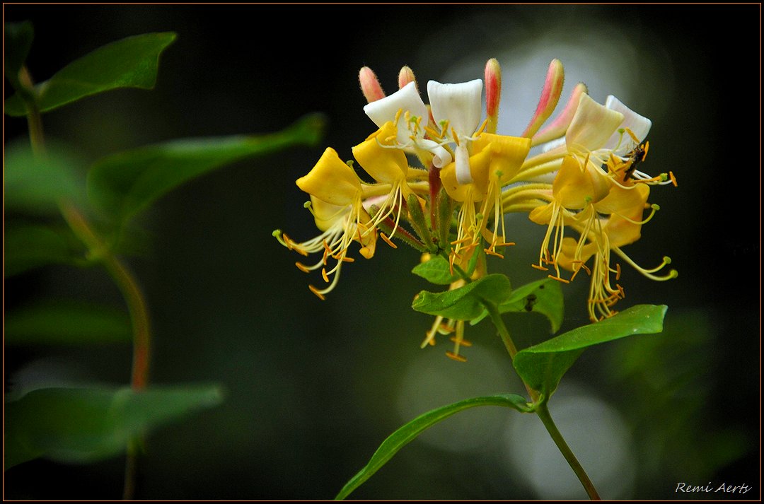 photo "Lonicera periclymenum" tags: nature, flowers