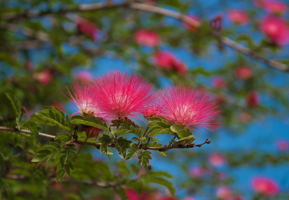 photo "***" tags: nature, flowers