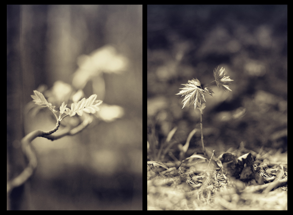 photo "***" tags: nature, flowers