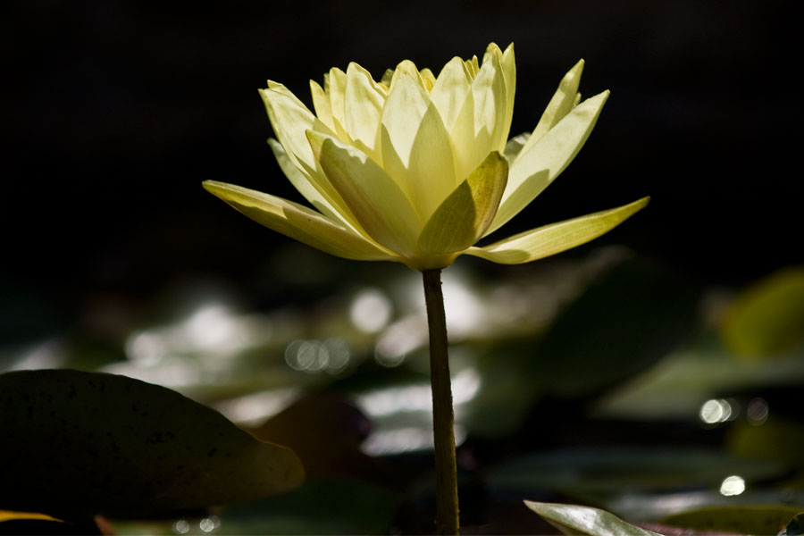 photo "***" tags: nature, flowers