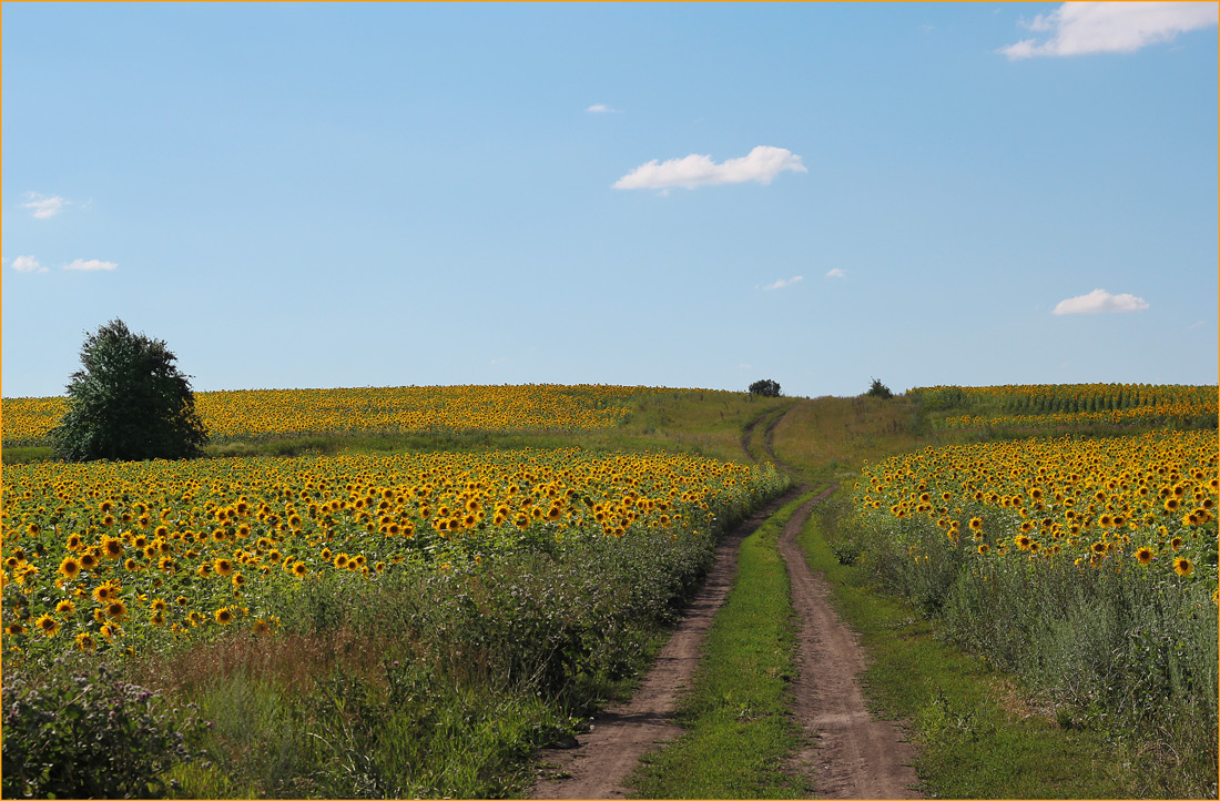 photo "***" tags: landscape, summer