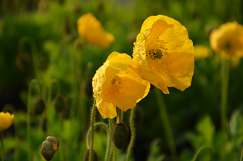 photo "***" tags: nature, flowers