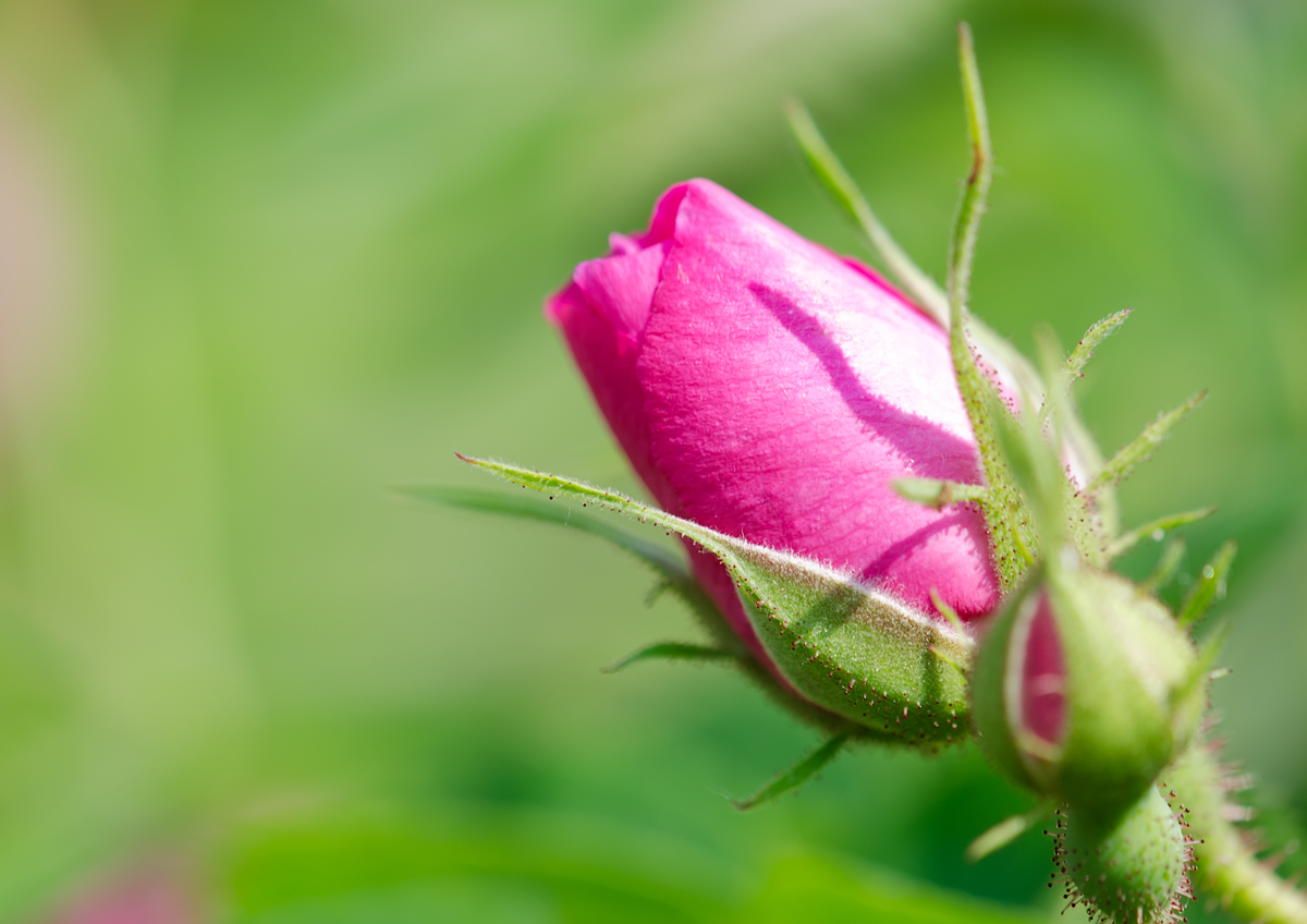 photo "***" tags: nature, flowers