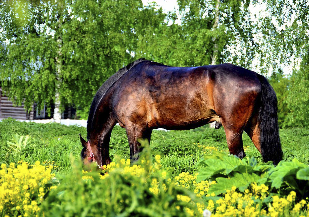 фото "усадьба" метки: природа, домашние животные