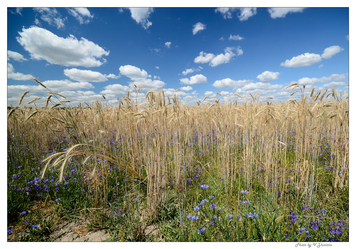 photo "***" tags: landscape, summer