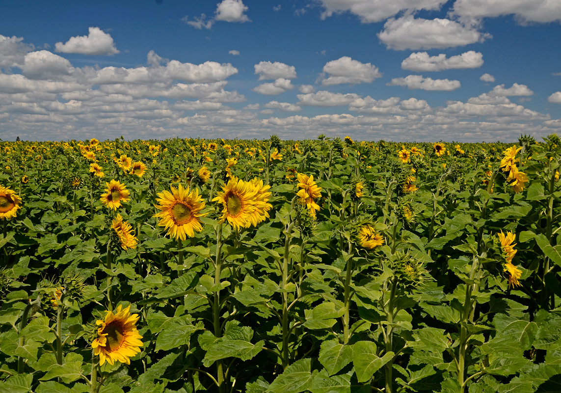 photo "***" tags: landscape, summer