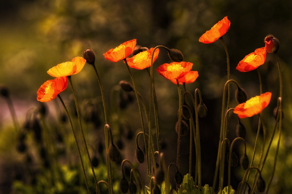 photo "***" tags: nature, flowers