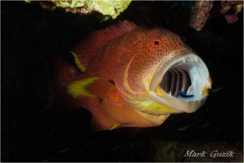 photo "Reception at the dentist" tags: underwater, 