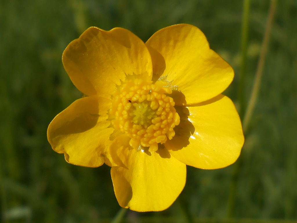 photo "Buttercup" tags: nature, macro and close-up, flowers