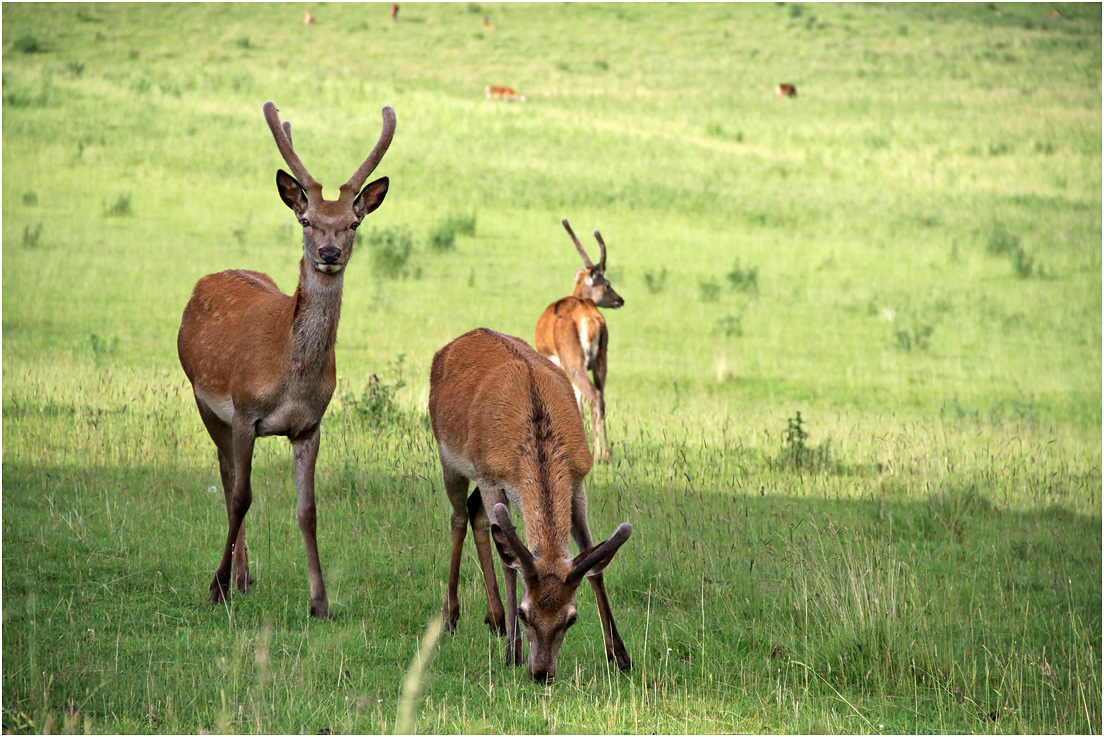 photo "Teenagers." tags: nature, wild animals