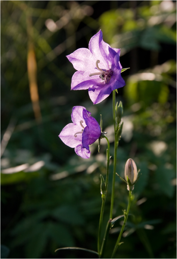 photo "***" tags: nature, flowers