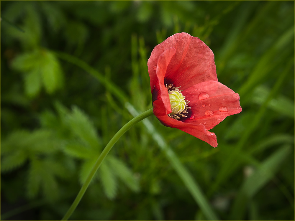 photo "***" tags: nature, flowers