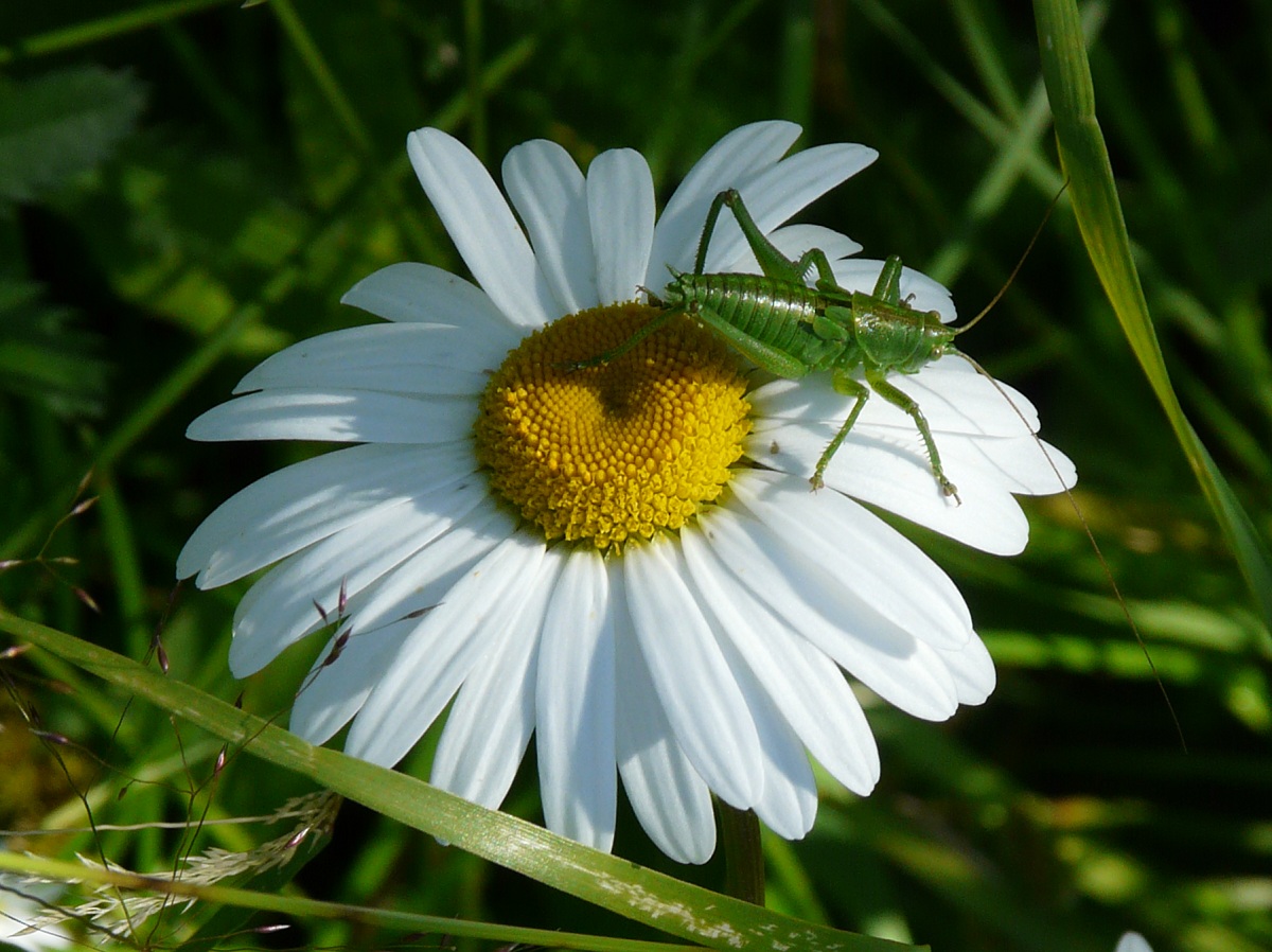 photo "***" tags: nature, flowers, insect