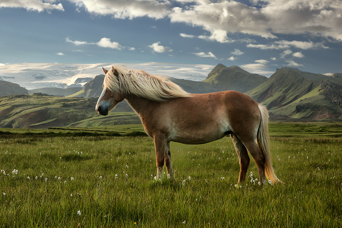 фото "Icelandhorse...." метки: природа, пейзаж, горы, домашние животные