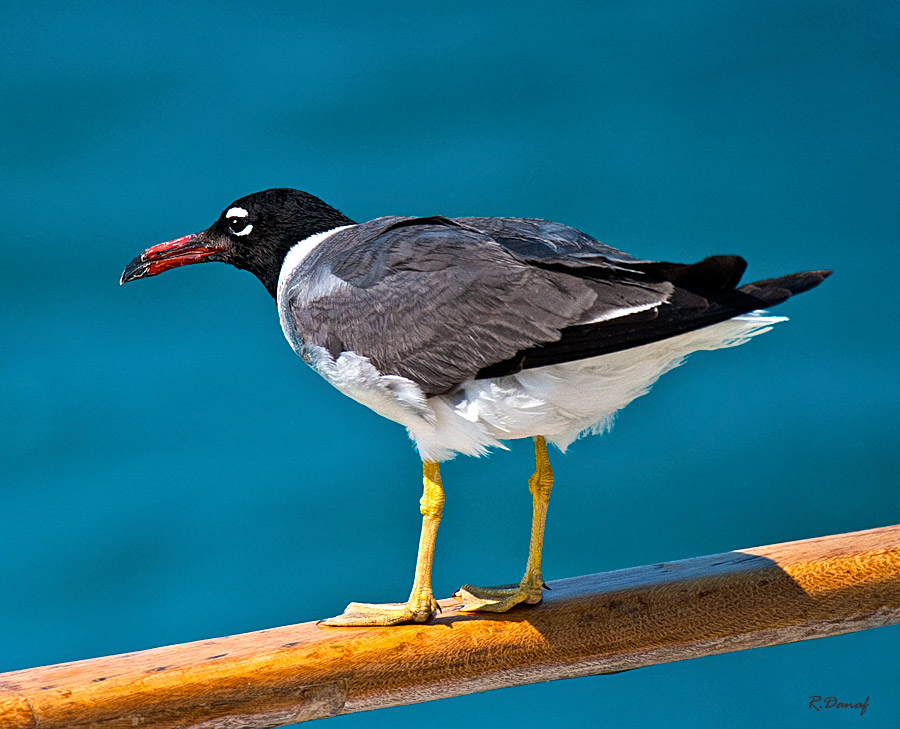 фото "Gull" метки: путешествия, природа, Африка, дикие животные