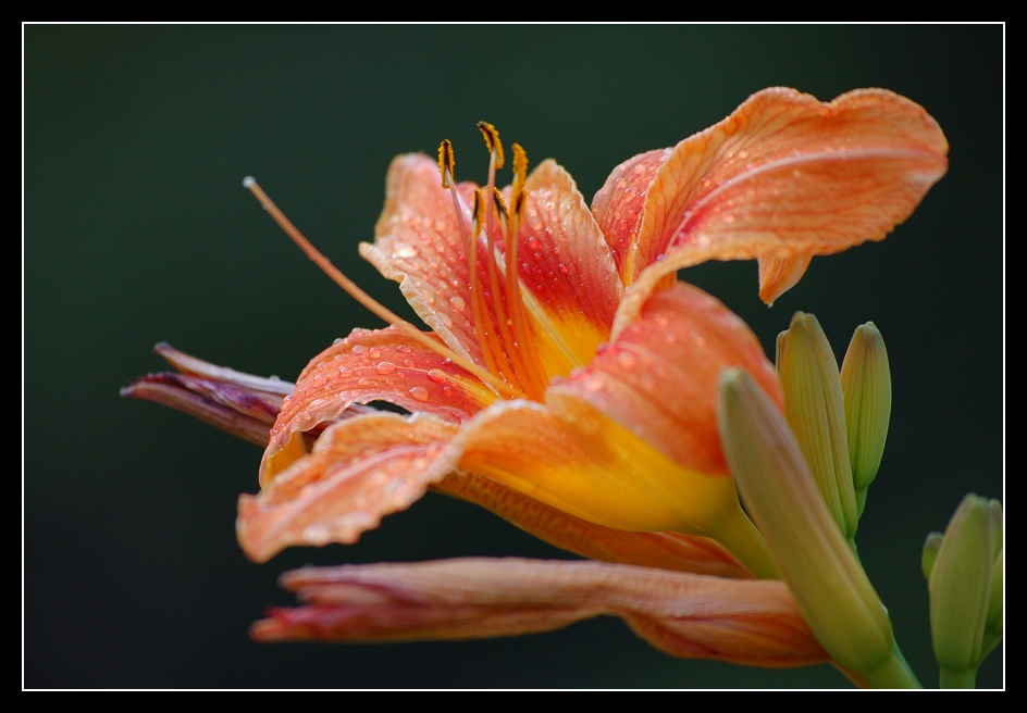 photo "Flower's postcard" tags: nature, macro and close-up, flowers